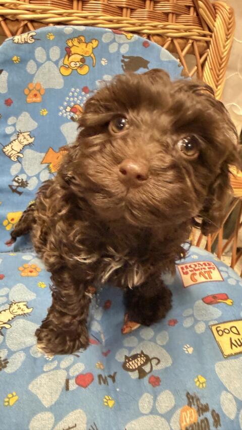 Bolonka Zwetna 8 Wochen mit AT