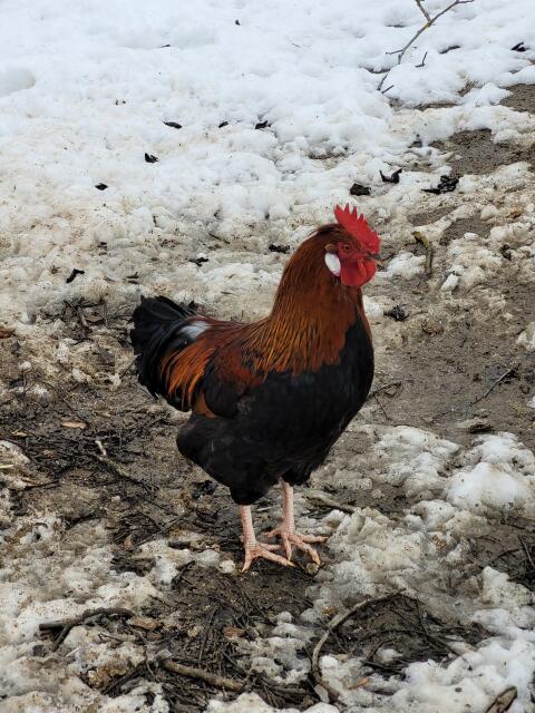 Altsteirer-Hahn zu vergeben