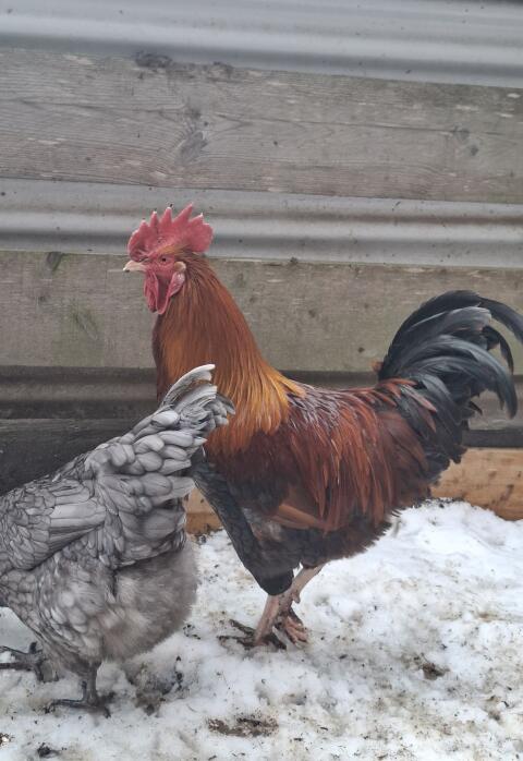 Hähne zu Verschenken