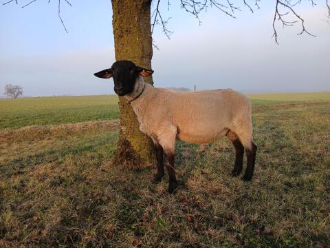 Suffolk Jungwidder aus Herdbuchzucht