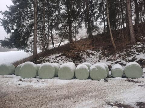 BIO Siloballen 2. Schnitt 2025