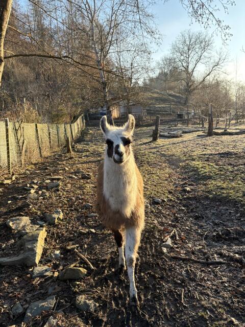 Lamas zu verkaufen