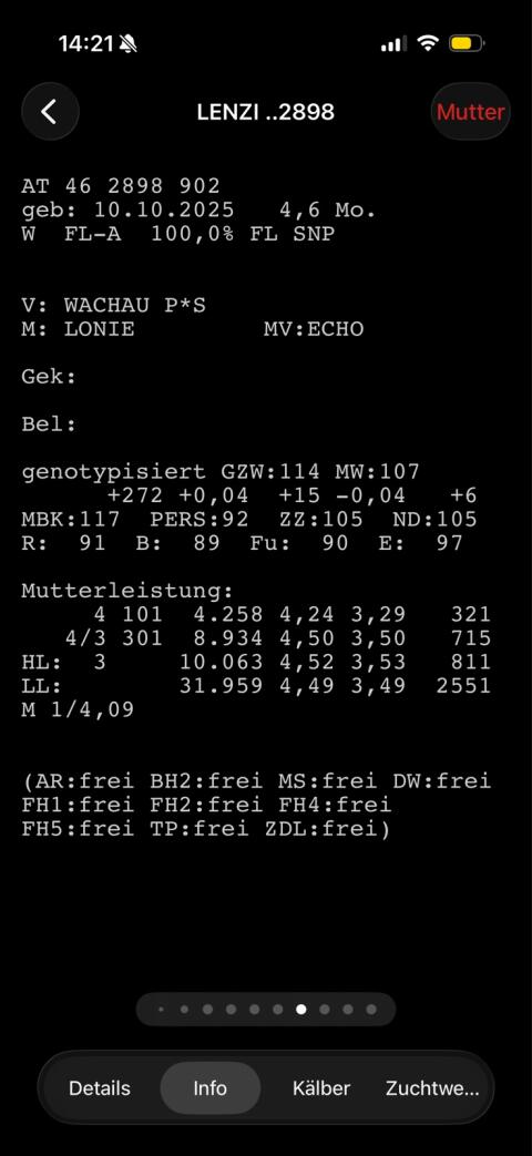 Zuchtkalbinnen