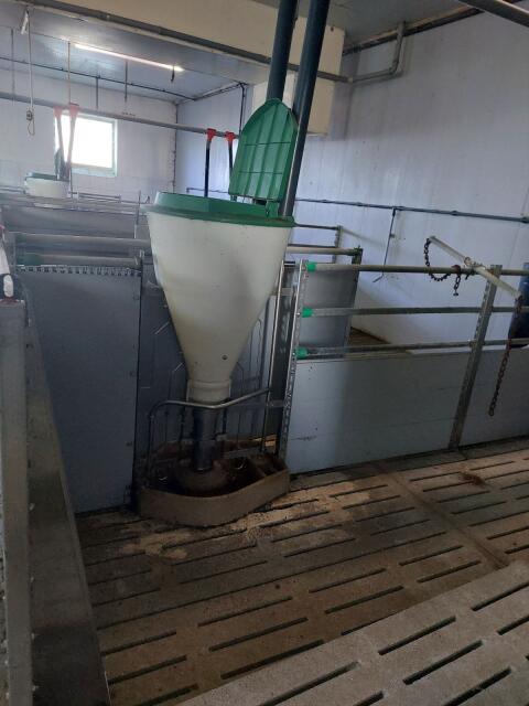 Mastschweine-Aufstallung