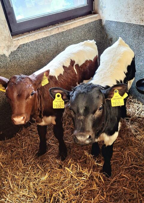 22 Pinzgauer Kühe mit Kälbern zu verkaufen.