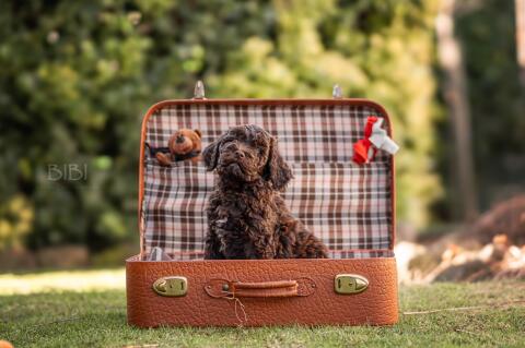 Barbet (franz. Wasserhund) Welpen