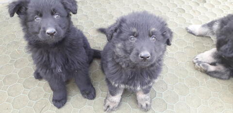Altdeutsche Schäferhund-Welpen