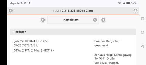 Gescheckte HB-Widder zu verkaufen beide 1b