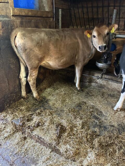 Jersey Rind