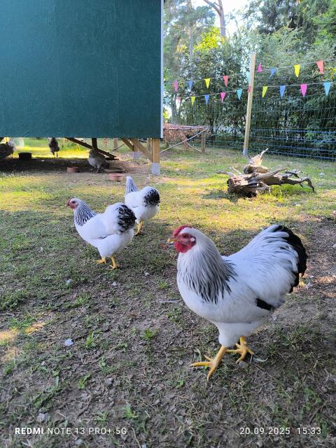 Bruteier Zwerg Wyandotten