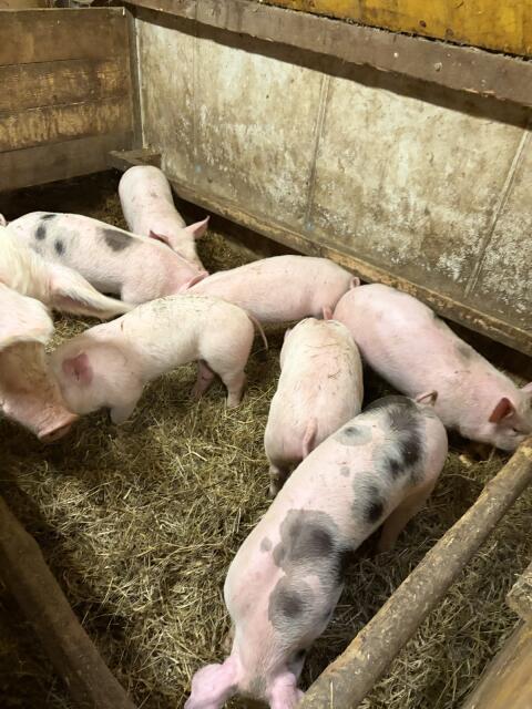 Verkaufe Ferkel Landrasse x Pietrain ca. 25-30 kg (Dezember)