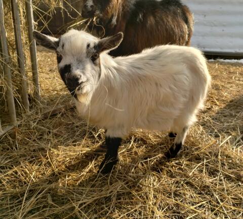 Miniziegenbock, hornlos