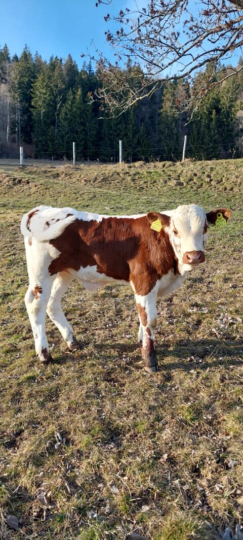 Bio Pustertaler Sprinzen Stier