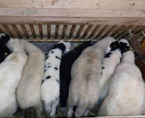 Suche das ganze Jahr Lämmer und Altschafe