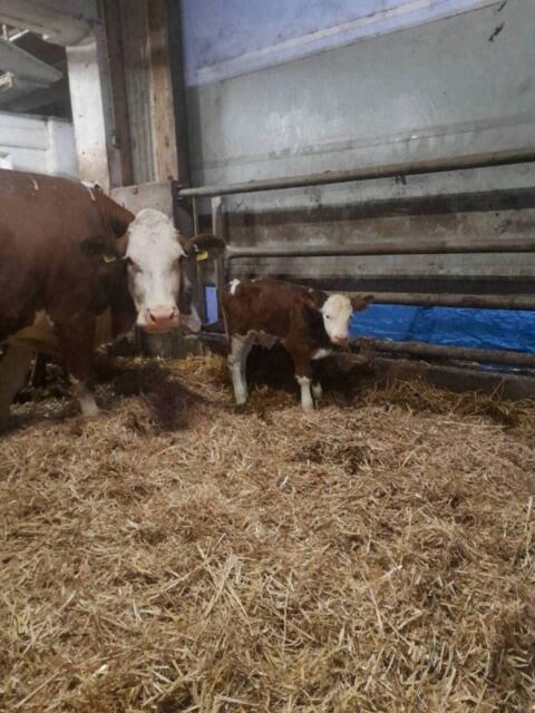 Fleckviehstierkälber zu verkaufen!