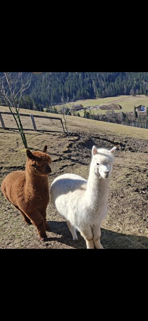 Alpaka Junghengst Loui und Vito, 3 Jahre