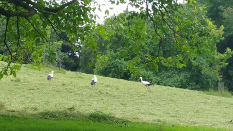 Wiesen zum Selbermähen Oststeiermark