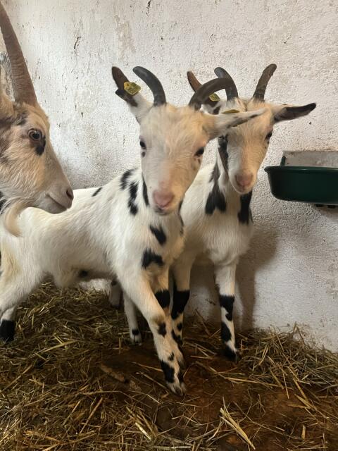 Reinrassige Tauernschecken Kitze