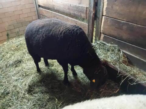 Jura-Schafbock, 12 Monate, brav