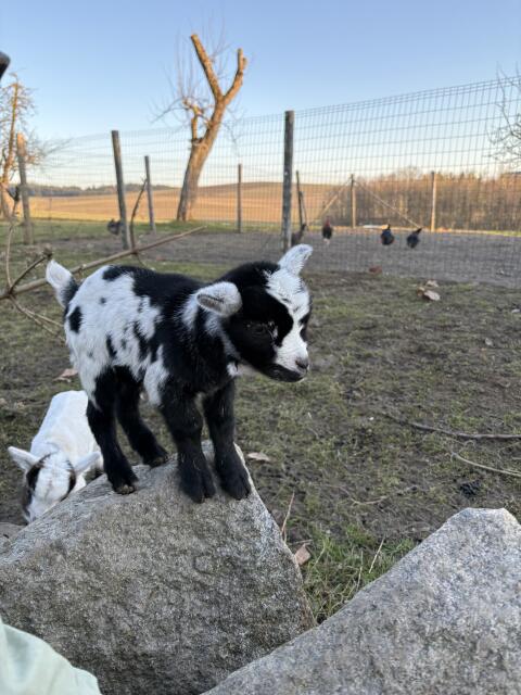 Zwergziegenbock