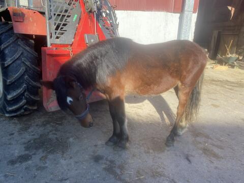 Pony Wallach