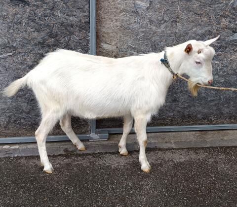 Zuchtbock Saanenbock Ziegenbock HB