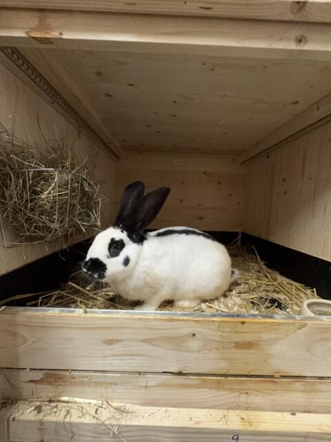 Deutsche Riesenschecken