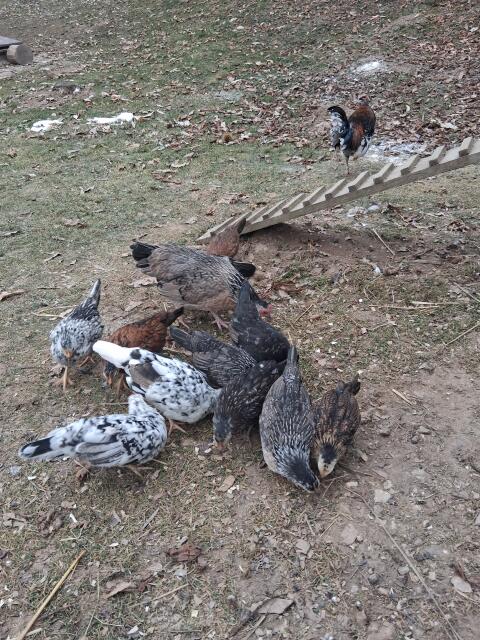 Steinpiperl Junghühner