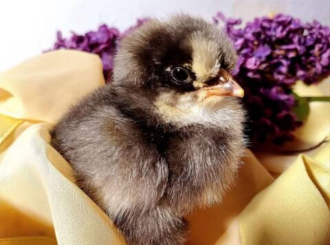 Küken von Buntlegern und Amrock