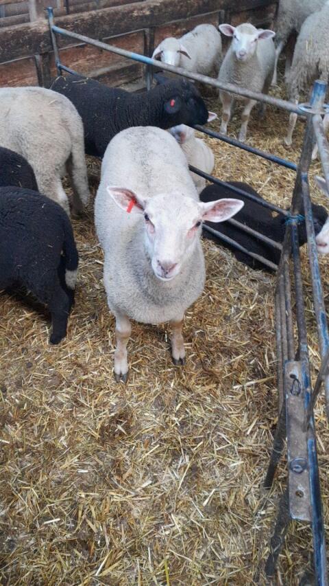 Widder