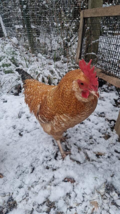 Junger, gesunder Hahn zu verschenken (ca. 9 Monate alt)