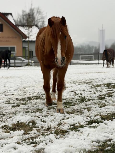 Pony-Wallach zu verkaufen