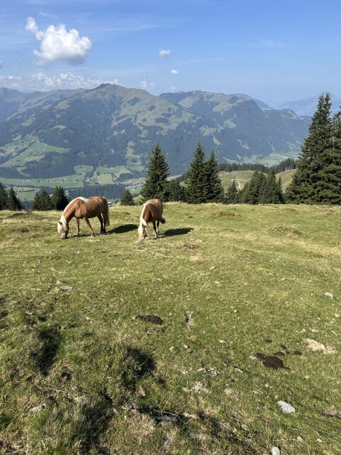 Haflinger