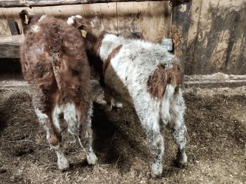 3 Freser mit ca. 4 Monaten (Stier) und ein Ochse (ps) 6 Monate