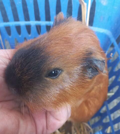 Meerschweinchen Männchen