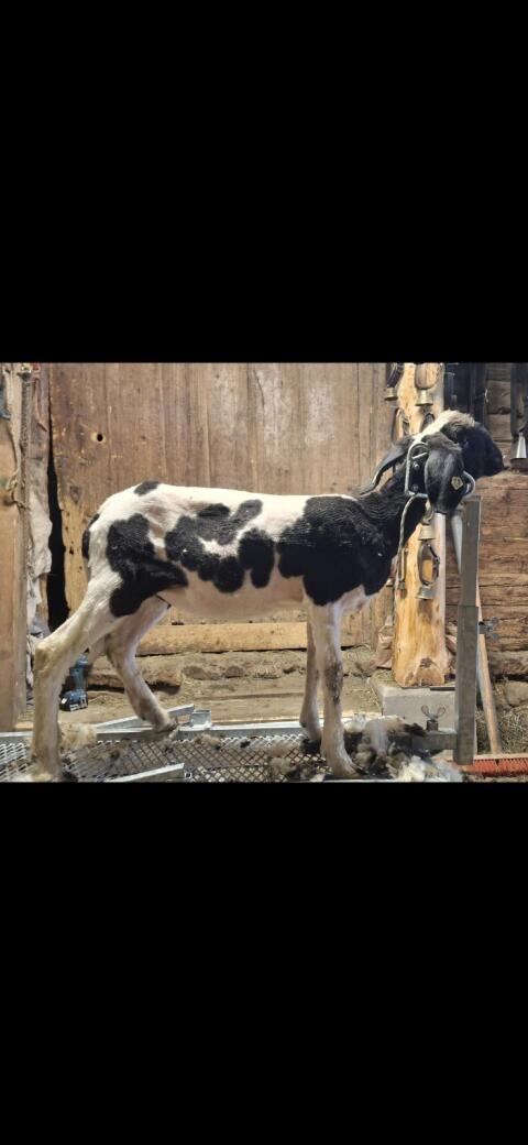 Kugelschecken Kilber HB fähig