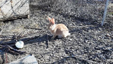 Japaner Mischlinge Kaninchen
