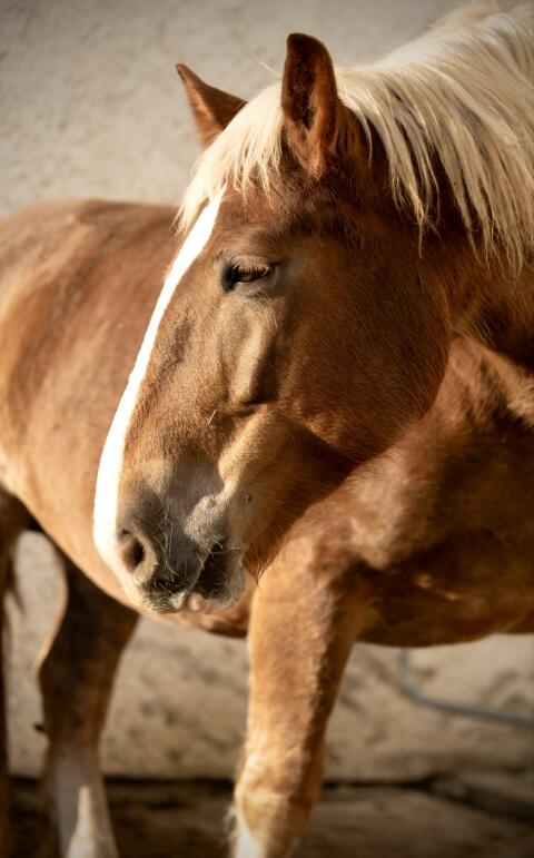 Liebe Noriker Stute als Beistellpferd (bedingt reitbar)