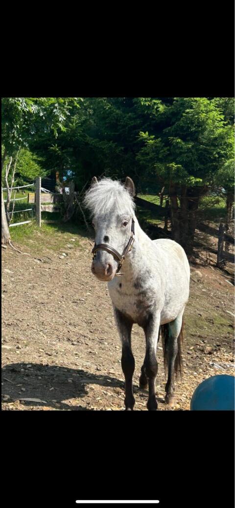 Pony-Wallach Sonderfarbe, Stkm. ca. 125, geb. 4.3.2024