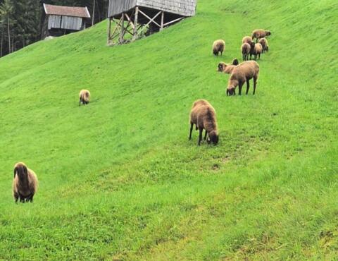Braune Bergschafe zu verkaufen