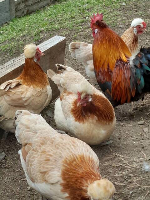 Zwergsulmtaler Bruteier