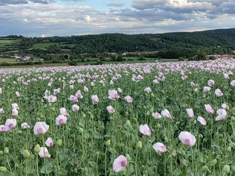 Suche Ackerflächen sowie gerodete Weingartenflächen