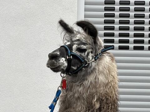 Lama Deckhengste stehen zum Decken bereit