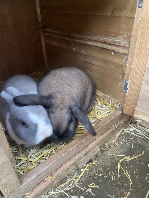 Zwergkaninchen Farbenzwerge und Widder