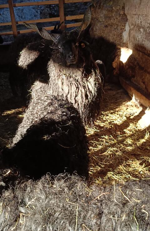 Zackelschaf Jungwidder