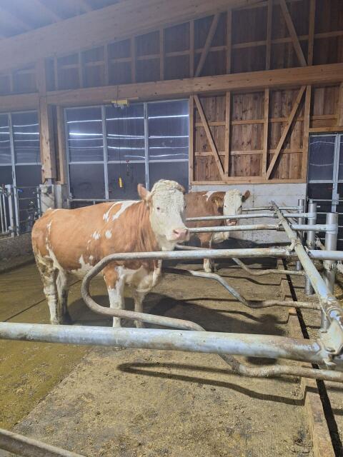FV-Kalbinnen
