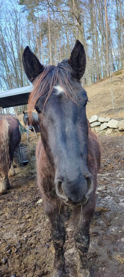 Norika Hengst Grey Moon