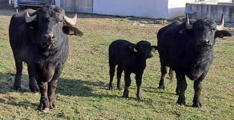 Wasserbüffel Kühe und Stier