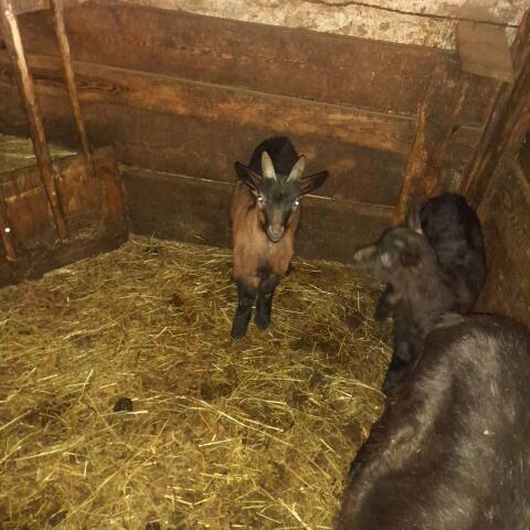 Aosta Bockkitz