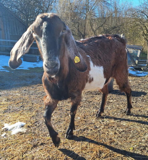 Genetisch hornlose Anglo Nubier für Streichelzoo